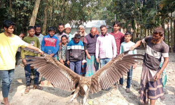 গাইবান্ধায় হিমালয়ান গৃধিনী উদ্ধার
