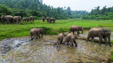 খাদ্য-পানির সংকটে লোকালয়ে নামছে গারো পাহাড়ের বন্য হাতি, বাড়ছে মানুষ-হাতির প্রাণঘাতী সংঘাত খাদ্য-পানির সংকটে লোকালয়ে নামছে গারো পাহাড়ের বন্য হাতি, বাড়ছে মানুষ-হাতির প্রাণঘাতী সংঘাত