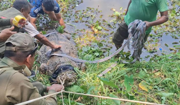 সরিয়ে নেওয়া হলো খানজাহান আলী মাজার সংলগ্ন দীঘির একমাত্র কুমির সরিয়ে নেওয়া হলো খানজাহান আলী মাজার সংলগ্ন দীঘির একমাত্র কুমির