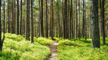 জঙ্গলে রক্তাক্ত অবস্থায় দ্বিতীয় শ্রেণির ছাত্রী, এরপর যা ঘটল