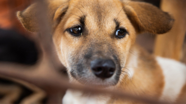 Three Sentenced to 2.5 Years for Killing Dogs in Jatrabari