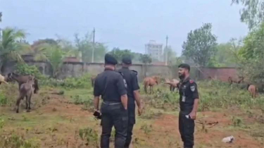 Horse Meat Sold as Beef, 20 Horses Rescued in Narayanganj’s Rupganj