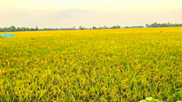 Paddy harvesting begins in Rajshahi, and farmers are optimistic about a good yield