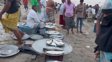 নিষেধাজ্ঞার মধ্যেও পদ্মায় ইলিশ বিক্রি, শিবচরের নদীপাড়ে জমজমাট হাট